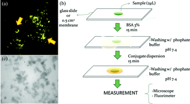 Confocal image of labelled spores, the paper-based immunoassay steps for soybean rust detection, and an image of spore attachment on nitrocellulose membrane. (a) Fluorescence image of spores labelled with antibody coated nanoparticles and excited with a 543 nm laser. (b) Schematic showing the vegetal extract sample deposition on a membrane, blocking step with albumin, and spore identification with fluorescent nanoparticles coated with anti-spore antibodies for Asian soybean rust. (c) An optical image of nitrocellulose membrane tested for spore attachment. Figure reprinted with permission from Miranda et al.4