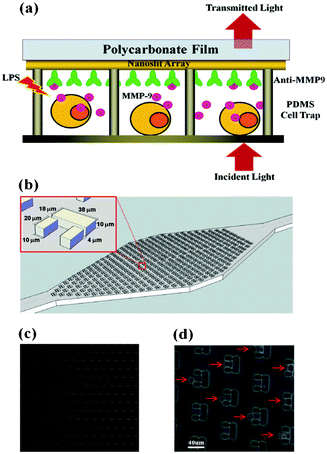 Schematic of the experimental setup. (a): cells are individually captured in traps, where the secreted proteins bind to the antibodies. The intensity of the transmitted light is proportional to the amount of bound proteins. The device is sketched in (b). Optical images of the trap array (c) and captured cells (d). Figure reprinted with permission from Wu et al.9
