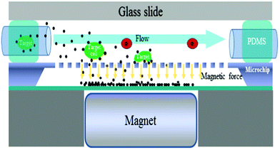 Micro-aperture chip system for high-throughput rare cell detection. Fluid containing magnetic bead-bound target cells flows at a high speed parallel to the chip. Target cells are attracted and held on the chip surface while free beads fall down to the bottom chamber. Captured cells can be imaged while in chamber or transferred elsewhere by terminating the magnetic field. Figure inspired by Chang et al.5