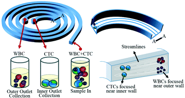 The spiral microfluidic device with a trapezoidal shaped channel for high-throughput cell size-based separation and retrieval of CTCs from blood. Figure adapted and reprinted with permission from the Royal Society of Chemistry from Warkiani et al.10