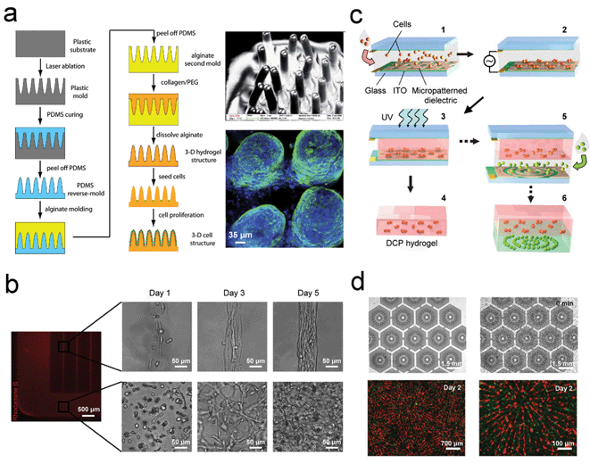 Three-dimensional (3D) cell patterning and culture for improving drug screening applications. (a) Schematic diagrams showing the fabrication process of 3D hydrogel scaffolds by laser ablation (left panel). Scanning electron microscope (SEM) and confocal images of the villi structures are also shown (right panel). (b) Fluorescent-labelled GelMA hydrogel structures illustrating the patterned and unpatterned regions, and the corresponding phase contrast images of 3T3-fibroblasts present in the patterned (upper panel) and unpatterned regions (lower panel). (c) Illustration of the fabrication process for dielectrophoretic cell patterning (DCP). (d) DCP method used to mimic the liver lobule tissue. The electrode arrays used for cell patterning are shown on the top panels while the fluorescent-labelled HepG2 cells (red) and HUVECs (green) co-culture is demonstrated in the bottom panel. Images reproduced from ref. 54 and 61 with permissions from the Royal Society of Chemistry and ref. 56 and 60 from Elsevier and Nature Publishing Group, respectively