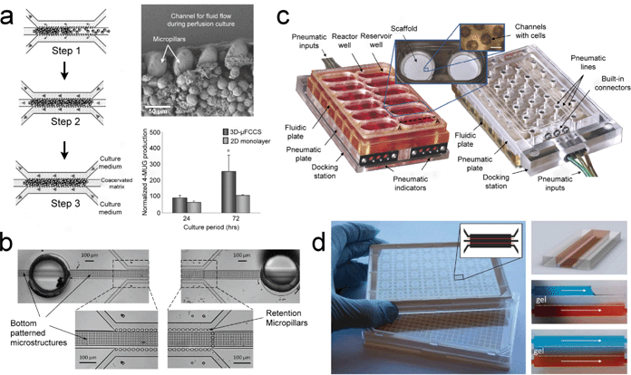 Perfusion-type cell culture devices for the advancement of pharmacological studies. (a) Micro-pillar device for enrichment of cells and subsequent perfusion (left panel). SEM image of the cells in the channel and the functional assessment of UDP-glucuronyltransferase (UGT) activity in primary rat hepatocytes is illustrated (right panel). (b) Analogous setup of the micro-pillar device with additional bottom patterned microstructures to support the growth of primary human hepatocytes without the need for biological or synthetic matrices or coagulants. (c) Detailed setup of the perfused multi-well array for long term culture of primary rat hepatocytes that could be used for liver toxicity and metabolism studies. (d) A 384-well format microfluidic titer plate for possible adoption for high-content screening in an organ-on-a-chip (left panel). The concentration gradient generated by the perfusion of food dye is demonstrated (right panel). Images reproduced from ref. 76, 79, 80 and 82 with permissions from the Royal Society of Chemistry.