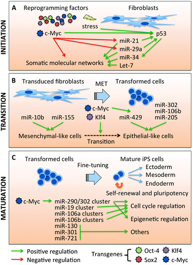 MicroRNAs play important roles to support a reprogramming progress. (A) MicroRNAs in the initial step of reprogramming. c-Myc has been shown to disrupt the molecular networks of somatic cells to promote the initiation of reprogramming. c-Myc is also the main regulator of miRNA expression early in reprogramming with miR-21 and miR-29a being the main targets of c-Myc at this stage. Let-7 is repressed by c-Myc through Lin-28b-mediated regulation, but this is not detected during early reprogramming. c-Myc also induces the oncogenic stress response by activating p53/miR-34. (B) MicroRNAs in mesenchymal-to-epithelial transition (MET) of reprogramming. miR-10b and miR-155 promote mesenchymal-like properties, while miR-205 and the miR-200 family (miR-429) promote epithelial-like characteristics. c-Myc coordinates with Klf4, to induce miR-429 upon reprogramming, which accelerates the transition step. miR-290/302 seed family, miR-302 cluster and miR-106b cluster, have been shown to enhance epithelial properties. (C) MicroRNAs in the late stage of reprogramming. In this last step of iPSC maturation, the ES-specific molecular signatures are reactivated, including ES-specific miRNAs, miR-290, and miR-302 clusters. c-Myc plays major roles in inducing miR-290 and miR-302 clusters. miR-290, miR-302, and other miR-290/302 seed family miRNAs also play important roles to restore the ESC properties.