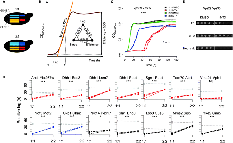 (A) Fifteen diploid strains with one (1:1) or both alleles (2:2) of two genes (GENE A, light blue and GENE B, yellow) tagged with DHFR fragments (DHFR F[1,2] in red and DHFR F[3] in dark blue, respectively) were constructed in order to test whether the DHFR-PCA signal could be modulated without changing protein abundance (the genes are under the control of their native promoters). In these diploid strains, only the number of alleles of each locus that are fused to the DHFR fragments varies. (B) Parameters used to describe yeast growth curves (slope (ΔOD/Δt), efficiency (ODfinal − ODinitial) and lag time) and their correlations. (C) Example of raw data of a DHFR-qPCA experiment showing the growth profiles for the Vps29–Vps35 interaction. Each curve represents an independent biological replicate. While in DMSO (control) the 1:1 and 2:2 strains have the same growth profile, in MTX the 2:2 has a significantly shorter lag time than the 1:1 (t-test; p-value < 0.001). (D) Results of the DHFR-qPCA test for 14 PPIs (1:1 and 2:2 backgrounds; 15th interaction shown in panel C). All independent replicates are shown for each interaction. Grey points represent growth in DMSO (control), while colored points represent growth in MTX. Red points show interactions among proteins with high expression levels; blue, medium expression and black low expression. Dashed lines associate the same interaction in the two different backgrounds. The significance of the difference in lag time between the 1:1 and 2:2 backgrounds in MTX is shown for each interaction (t-test; ***: p-value < 0.001; *: p-value between 0.01 and 0.05; NS: non-significant). (E) Spot-dilution assays show that difference in growth rates can also be detected on solid medium. Results for the Vps29–Vps35 interaction are shown (cell dilution 1 : 10). An isogenic strain carrying the two DHFR fragments alone expressed on plasmids provides a negative control. DMSO is the MTX solvent and is thus used as a control for growth.