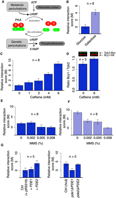 Condition-dependence of the interactions between the PKA regulatory and catalytic subunits in response to different perturbations. (A) The activation/inactivation of the PKA is regulated by intracellular levels of cAMP, which is modulated among other mechanisms by the enzymes adenylate cyclase and phosphodiesterase (Pde1 and Pde2 in yeast). (B) Comparison of the DHFR-qPCA signal for the Bcy1–Tpk2 interaction in glucose and galactose. (C) DHFR-qPCA signal for the Bcy1–Tpk2 interaction in cells grown in media supplemented with caffeine at different concentrations. (D) Co-immunoprecipitation of Bcy1 and Tpk2 in standard medium (YPD) and in YPD supplemented with caffeine confirms the DHFR-qPCA results (t-test, p-value < 0.05). (E) DHFR-qPCA signal for the Bcy1–Tpk2 interaction in cells grown in media supplemented with methyl methanesulfonate (MMS). (F) DHFR-qPCA signal for the Bcy1–Tpk2 interaction in cells grown in media supplemented with galactose and MMS at different concentrations. (G) DHFR-qPCA signal for the Bcy1–Tpk2 interaction in strains carrying an additional copy (on a low copy number plasmid) or a deletion of one copy (heterozygous strain) of the genes coding for the PDE enzymes (left and right panel, respectively). In all cases, n represents the number of independent biological replicates.