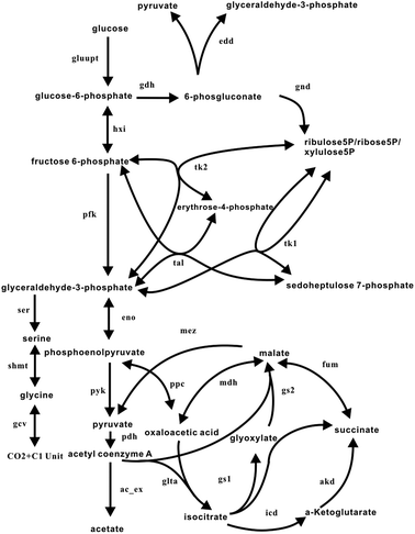 Reactions of the central carbon metabolism network in E. coli. This information was compiled from the EcoCyc database40 and previous work.38,41 The sets of reactions involved in glycolysis, the PP pathway, the glyoxylate shunt, the TCA cycle, the ED pathway and the C1 metabolism are included. The direction of the reaction is denoted by the arrow. Double arrows represent reversible reactions. The abbreviations for the reactions are presented in the appendix.