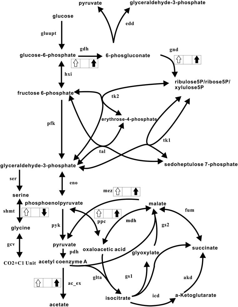 Comparison of the measured and theoretically predicted metabolic responses. The metabolic network is the same as in Fig. 1. An upward white arrow in the box illustrates that the flux was shown to be enhanced experimentally. A downward white arrow in the box shows that the flux was experimentally reduced. Similarly, an upward black arrow depicts that the flux was theoretically predicted to increase, whereas a downward black arrow illustrates that the flux was theoretically reduced.