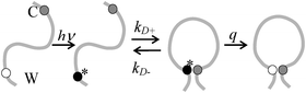 Determination of the rate of contact formation between the probe, tryptophan (W), and the quencher, cysteine (C), within an unfolded protein. Pulsed optical excitation leads to population of the lowest excited triplet state of tryptophan. Tryptophan contacts cysteine in a diffusion-limited process with rate kD+, and then either diffuses away or is quenched by the cysteine. The observed rate of Trp triplet decay is given by where kD+ is the rate of diffusion of the two ends towards each other, kD− is the rate of diffusion away and q is the rate of quenching. If q ≫ kD−, the observed lifetime reduces to kobs ≈ kD+. More generally, eqn (1) can be rearranged to givewhere kR is the reaction-limited rate and kD+ is the diffusion-limited rate,1T is the temperature and η is the viscosity of the solvent.The reaction-limited and diffusion-limited rates are given by Szabo Schulten and Schulten theory which describes the dynamics of unstructured peptides as diffusion on a one-dimensional potential of mean force that is related to the distribution (P(r)) of Trp-Cys distances r1where q(r) is the rate of quenching at r (which has been determined experimentally by Lapidus et al.4), a is the point of closest approach (typically 4 Å), lc is the contour length of the chain between Trp and Cys (and, hence, their maximum separation), and D is the effective intramolecular diffusion coefficient. P(r) could be given by a simple polymer model such as a wormlike chain, by an empirical distribution based on experimental measurements or by a molecular dynamics simulation. Generally, both diffusion-limited and reaction-limited rates are inversely proportional to the average chain volume and the diffusion-limited rate is directly proportional to the diffusion coefficient,6