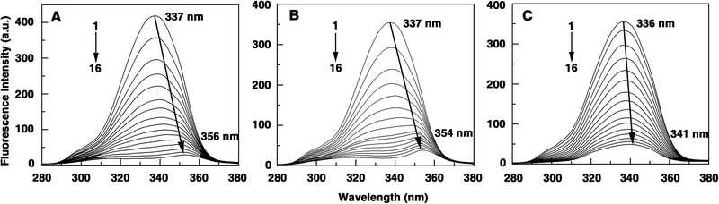 Synchronous fluorescence (Δλ = 60 nm) spectra of Hb in the presence of different concentrations of (A) berberine, (B) palmatine and (C) coralyne. [Hb] = 10 μM. In panel (A) curves (1–16) denote 0, 3, 6, 9, 12, 15, 18, 21, 24, 27, 30, 33, 36, 39, 42 and 45 μM of berberine, panel (B) curves (1–16) denote 0, 2.7, 5.4, 8.2, 10.9, 13.6, 16.3, 19.1, 21.7, 24.4, 27.2, 29.8, 32.5, 35.2, 37.8 and 40.5 μM of palmatine and panel (C) curves (1–16) denote 0, 0.9, 2.7, 4.5, 6.3, 8.2, 9.9, 11.7, 13.4, 15.2, 16.9, 18.7, 20.6, 22.2, 23.9 and 25.6 μM of coralyne.