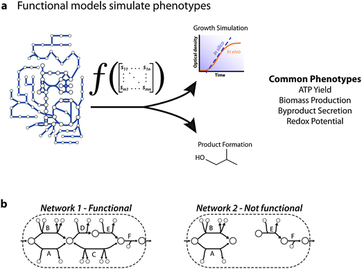 Functional network models. A network reconstruction is functional if it can be converted to a mathematical model that can compute systems level properties, i.e. phenotypes. (a) For metabolic networks, the phenotypes of interest have historically focused on production of cellular materials, growth rates, and byproducts.62 For models created for a cell type or tissue, the functional phenotype depends on the cell type and state; e.g. activated macrophages would be expected to manufacture nitric oxide. (b) A simplified example is the ability to produce an output from an input. Network 1 would be termed functional whereas Network 2 would not be functional.