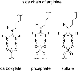 Potential ability of arginine to form hydrogen bonds with various membrane-associated molecules.