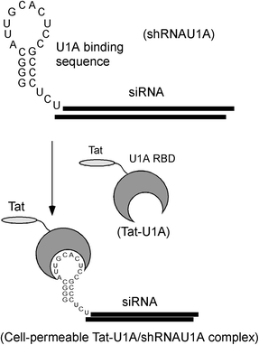 Outline of the specific delivery of a short hairpin RNA (shRNA) using Tat-U1A fusion protein.