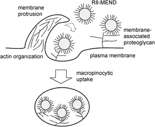 Outline of the internalisation mechanism of R8-MEND.