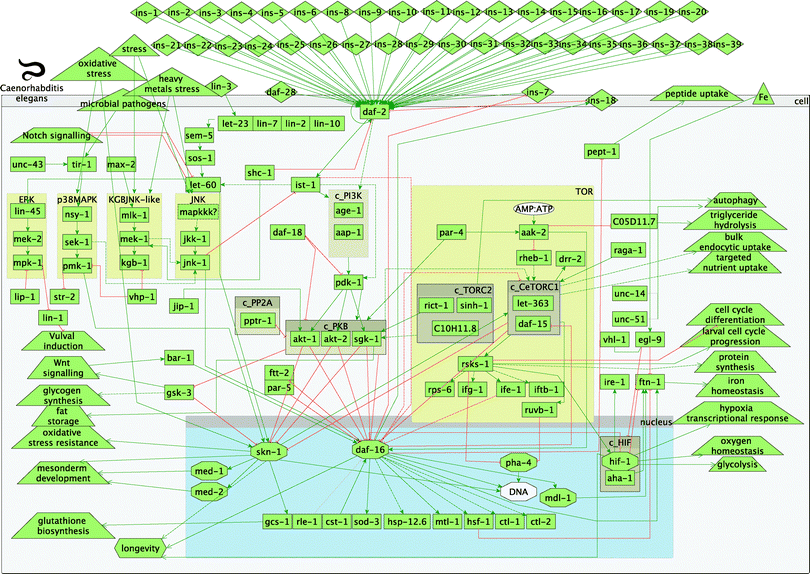 Overview of worm insulin and TOR pathways. Legend: rectangles represent genes; diamonds – molecules; triangles – environmental effects; trapezoids – other than IIS or TOR pathways; octagons – transcription factors; green arrow lines represent activation; red t-shaped lines represent inhibition; brown boxes starting with c_ represent complexes.