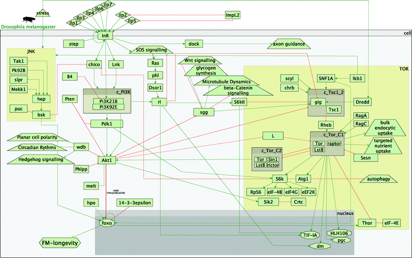 Overview of the fly insulin and TOR pathways. Legend: rectangles represent genes; diamonds – molecules; triangles – environmental effects; trapezoids – other than IIS or TOR pathways; octagons – transcription factors; green arrow lines represent activation; red t-shaped lines represent inhibition; brown boxes starting with c_ represent complexes.
