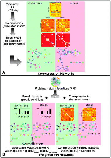 A general schematic illustrating how the networks used in this paper were generated. (A) Co-expression networks were generated from gene expression data in various genetic variants under non-stressed and stressed (60 minutes after exposure to 0.5 mM hydrogen peroxide) conditions. Correlations in expression between all gene pairs were calculated and the correlation matrix thresholded to give the adjacency matrix of the co-expression network. (B) Weighted protein–protein interaction (PPI) networks were generated by condition specific weighting of the physical interaction in fission yeast. The weight of the edge approximates the probability of the interaction occurring in the non-stressed or stressed cell. Two methods of edge weighting were used. (1) Abundance weighting, where the interaction between two proteins was weighted by the product of the proteins' abundances. To avoid bias against lowly expressed proteins, these products were normalized by the product in the non-stressed condition. (2) Co-expression weighting, where the interaction between two proteins was weighted by how correlated their expression is.