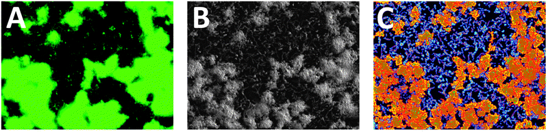 Analysis software image output. (A) Raw GFP fluorescence image of WT V. cholerae after 50 μM treatment with nitrofurantoin, a DNA damaging agent, (B) enhanced image generated, (C) analyzed image generated (colors and boundaries illustrate measurements required for metric calculation).