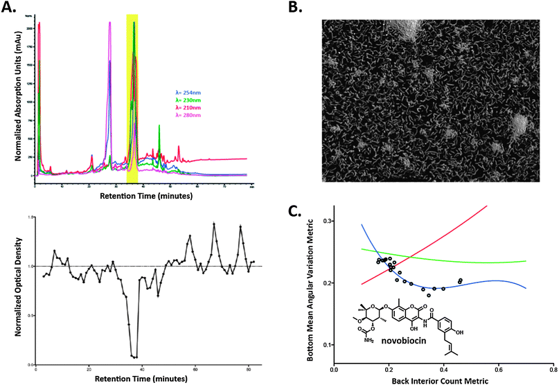 Outline of the discover process for the isolation of novobiocin from 1565D. (A) HPLC trace of the peak library prepared for secondary screening and the activity plot from the secondary screening session of the minutes collected from the peak library, (B) enhanced image of the DNA-damaging morphology from the dilution series of the purified novobiocin, (C) plot of the relevant metrics from screening of both the prefraction 1565D and the serial dilution of purified novobiocin with statistical model fits.