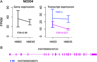 (A) Gene and transcript expression changes of NEDD4 in response to 45 μM HNE treatment. (B) Transcript structure of differentially expressed CDS and non-differentially expressed transcripts. ENST00000435532 encodes differentially expressed CDS, while ENST00000508075 is a processed transcript.
