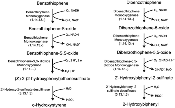 Pathways for desulfurization of benzothiophene (BT) and dibenzothiophene (DBT).