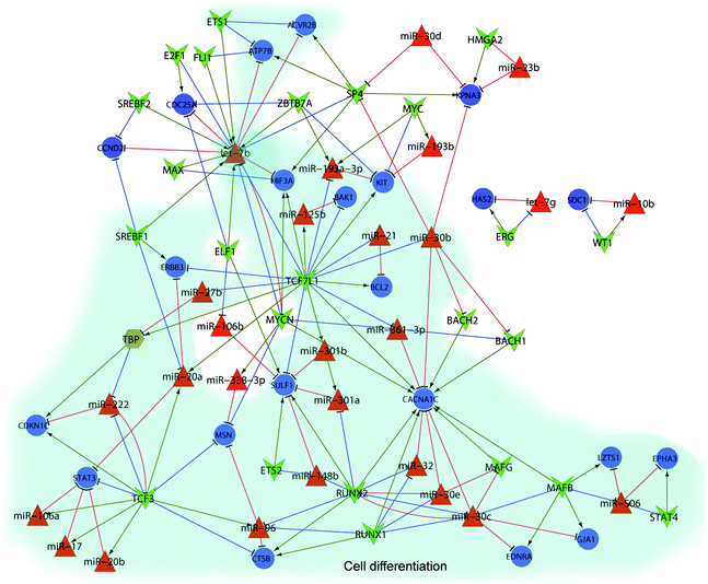 MicroRNAs (miRNAs) and transcription factors (TFs) mediated feed-forward loops (FFLs) and regulatory networks in serous ovarian cancer (OVC). In the network, red nodes denote miRNAs, green nodes denote TFs, and blue nodes denote joint target genes. TBP is marked as an orange hexagon because it acts as both a TF and a target gene in this network. The links with green arrow ends are positive regulations from the initial TF to the end node. The links with blue “┤” ends are negative regulations initiated by TFs. The lines with black “┤” ends represent a negative regulatory relationship initiated by miRNAs. FFLs involved in cell differentiation are marked with a light navy background.