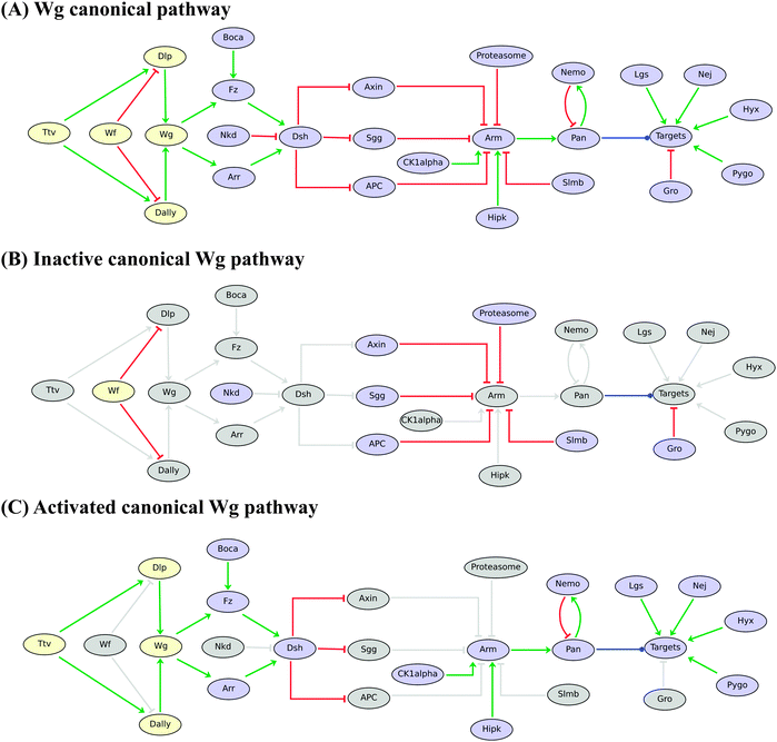 Boolean model for the Drosophila Wingless (Wg/Wnt) pathway. (A) Wg pathway is displayed from regulatory (Wf, Dly and Dally) and ligand (Wg) components on the left to the main downstream effectors (Dsh, Arm, Pan) and a generic “Targets” node, along with inhibitory and activatory partners on the right. Red blunt and green normal arrows denote activatory and inhibitory interactions, respectively. The blue dot arrow denotes the fact that Pangolin (Pan) can activate or inhibit different sets of target genes. (B) In the absence of Wg binding to its receptors, Arm is phosphorylated by the Axin–Sgg–APC complex and degraded by the proteasome; Pan then forms a complex with Gro, which inhibits target genes. (C) Binding of Wg to Arrow or Frizzled triggers the accumulation of Arm, which forms a complex with Pan and other cofactors (Lgs, Nej, Hyx and Pygo) for transcription activation. Grey nodes and arcs denote the lack of activity or influence depending on Wg pathway activity. Note that both inhibitory and activatory complexes are modelled implicitly by considering interactions from their components onto their targets and using proper logical rules (i.e. using the AND operator).