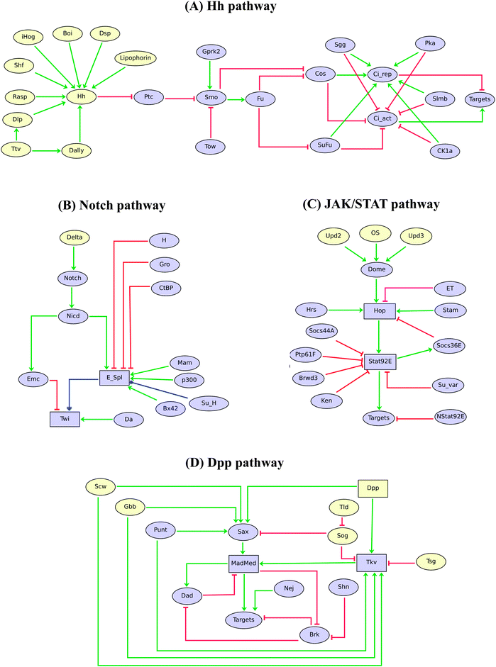 Logical models of Drosophila Hh, Notch, JAK/STAT and Dpp signalling pathways. Ellipses and rectangles denote Boolean and multilevel nodes, respectively. Red blunt and green normal arrows denote activatory and inhibitory interactions, respectively, while the blue dot arrows denote dual effects of the source nodes on their targets.