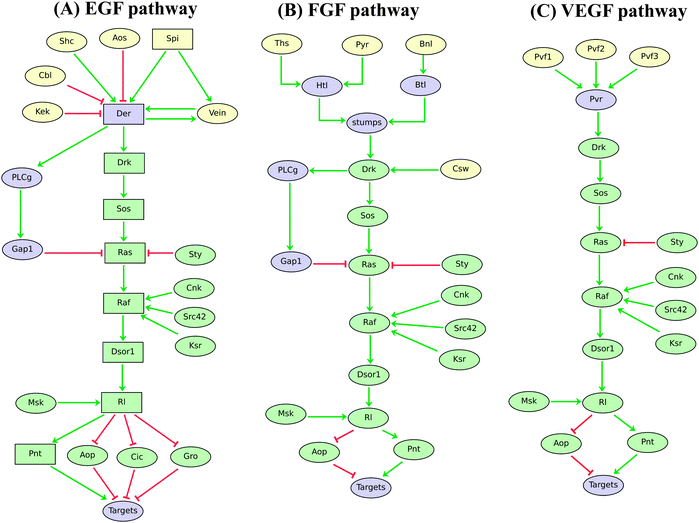 Logical models of Drosophila EGF, FGF, and VEGF signalling pathways. Ellipses and rectangles denote Boolean and multilevel nodes, respectively. Red blunt and green normal arrows denote activatory and inhibitory interactions, respectively. By comparing these regulatory graphs, one can easily detect the overlapping core pathway, emphasised in green. To account for differential effects of SPI and VEIN on EGF target genes, we are using ternary components for the DRK–PNT signalling cascade. Indeed, a gradient of SPI (we distinguish low, medium and high levels) can activate the pathway at medium or high levels, while VEIN is known to activate the pathway only at medium levels.