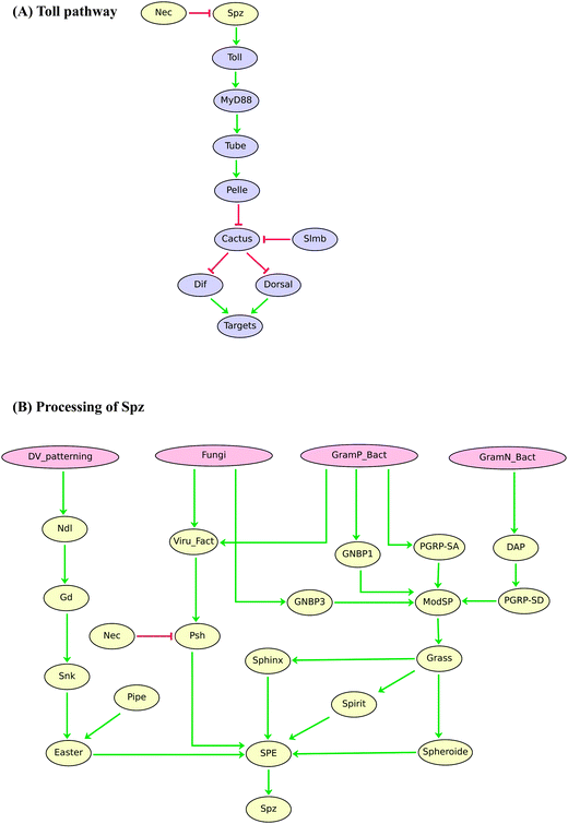 Boolean model of the Drosophila Toll signalling pathway. (A) Regulatory graph for Toll signalling upon activation by the ligand Spz. (B) Processing of Toll ligand Spz depending on the developmental process or type of pathogen. Red blunt and green normal arrows denote activatory and inhibitory interactions, respectively.