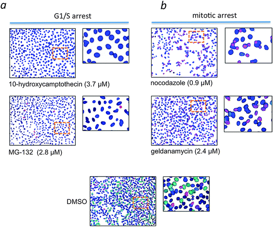 Large-scale cytological profiling for functional analysis of