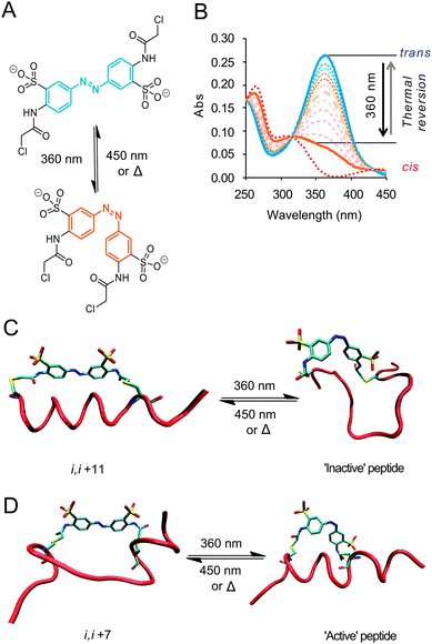 (A) Photo-isomerization of the water-soluble, cysteine-reactive azobenzene crosslinker with 360 nm light (or 720 nm two-photon irradiation)22 (B) UV-Vis spectra showing ∼75% switching to the cis-isomer followed by thermal reversion to the trans form. Idealised cartoons illustrating: (C) peptide crosslinked through i, i + 11 spaced cysteines; the trans-conformation encourages an α-helical in the dark state (FAM-Baki,i+11-XL, FAM-Bidi,i+11-XL) and a non-α-helical photoactivated state. (D) i, i + 7 Spaced cysteines (Ac-BakI81Fi,i+7-XL) reverse this with α-helical conformation is disfavoured in the dark state; whilst the light state stabilizes the α-helical conformation.