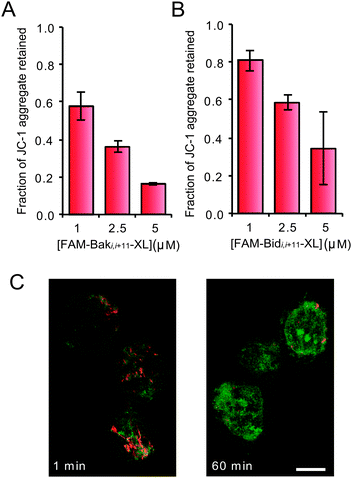 Retention of orange fluorescent JC-1 signal after a 120 min incubation with (A) FAM-Baki,i+11-XL and (B) FAM-Bidi,i+11-XL (±s.d.). (C) Confocal laser scanning microscope image of SU-DHL-4 cells labeled with JC-1 and treated with 7.5 μM FAM-Bidi,i+11-XL; the orange, aggregated form of the dye initially showed complex, morphological mitochondrial patterns typical of a healthy cell. After 1 min of exposure peptide rapidly accumulated in the cell in a non-specific pattern and after 60 min the aggregate signal was greatly reduced and punctate (bar = 10 μm).