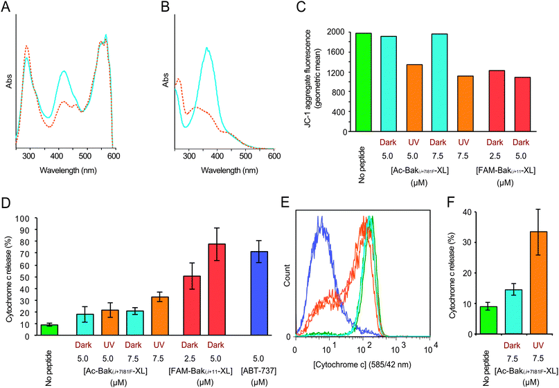 Typical absorbance spectra of cross-linked peptides in the dark (blue) and light-activated (red) state of (A) FAM-Baki,i+11-XL and (B) Ac-BakI81Fi,i+7-XL. (C) Typical cellular MOMP response after peptide activation. Geometric mean analysis of JC-1 aggregate fluorescence signal in permeabilized SU-DHL-4 cells 60 min after addition of Ac-BakI81Fi,i+7-XL in the dark and UV irradiated states and FAM-Baki,i+11-XL as a positive control. (D) Graph of the percentage of cells exhibiting cytochrome c release below a threshold in permeabilized SU-DHL-4 cell populations after 30 min exposure to 5.0 or 7.5 μM concentrations of Ac-BakI81Fi,i+7-XL with (red) and without (cyan) photoswitching. Controls include buffer only (green), FAM-Baki,i+11-XL (2.5 μM and 5.0 μM, red) and 5 μM ABT-737 (blue) (±s.d.). (E) Chart representing cytochrome c levels in permeabilized SU-DHL-4 cells exposed to ABT-737 (blue), irradiated (orange) and dark (cyan) 7.5 μM Ac-BakI81Fi,i+7-XL and no peptide (green) for 30 minutes depicting the sensitive sub-population that completes cytochrome c release before the bulk population. (F) Region analysis of cytochrome c release shows that delivery of a pulse of active peptide has a significant effect on apoptosis induction (±s.d.).