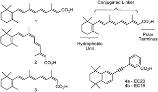 Structures for ATRA 1, 9CRA 2, 13CRA 3, generic retinoid structure, EC23 (4-position CO2H) and EC19 (3-position CO2H).