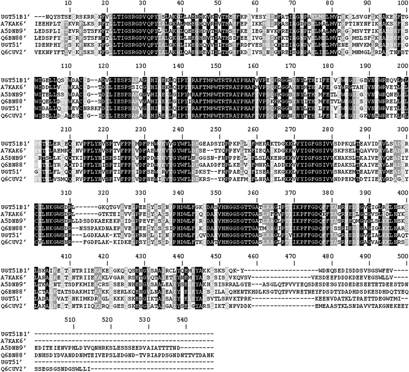 Clustal W2 multiple sequence alignment of the deduced N-terminally truncated catalytic domains of the UDPG-SGTases expressed in this study. UGT51B1′, P. pastoris UDPG-SGTase; A7KAK6′, P. angusta UDPG-SGTase; A5DNB9′, M. guilliermondii UDPG-SGTase; Q6BN88′, D. hansenii UDPG-SGTase; UGT51′, S. cerevisiae UDPG-SGTase; Q6CUV2′, K. lactis UDPG-SGTase. Black boxes indicate identical amino acids in all 6 sequences. Grey boxes indicate identical amino acids in 4 or 5 sequences. The alignment was conducted with residues 724 to 1198 of UGT51′, 748 to 1211 of UGT51B1, 771 to 1241 of A7KAK6, 1066 to 1599 of A5DNB9, 1031 to 1574 of Q6BN88, and 719 to 1209 of Q6CUV2.