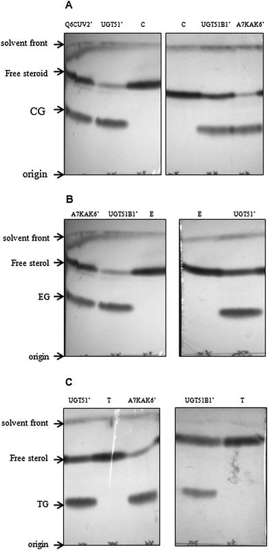 Thin layer chromatograms of extracted reaction products following 2 h incubations. Reaction products of UGT51B1′, P. pastoris UDPG-SGTase; A7KAK6′, P. angusta UDPG-SGTase; UGT51′, S. cerevisiae UDPG-SGTase; Q6CUV2′, K. lactis UDPG-SGTase using cholesterol (panel A), ergosterol (panel B) and testosterone (panel C) as acceptors. Lanes C, T and E are the cholesterol, testosterone and ergosterol controls, respectively, without enzyme. CG, TG and EG are cholesterol glucoside, testosterone glucoside and ergosterol glucoside, respectively.