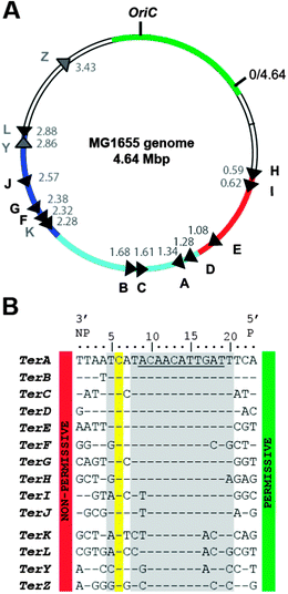 Position, orientation and sequences of Ter sites in E. coli MG1655. (A) Map of the E. coli genome indicating the approximate positions and orientations of the 14 Ter sites.11 The tip of the arrow indicates the non-permissive face of the Tus–Ter complex. The coloured regions on the circle represent chromosome domains: oriC (green); unstructured domains (colourless); the right domain (red); the left domain (dark blue); and the termination domain (light blue).27,28 The numbers inside the circle indicate Ter site positions in Mbp. (B) Sequence similarities of the 14 Ter sites. The conserved C(6) is highlighted in yellow. Sequences are oriented with their non-permissive face (NP) on the left. Nucleotides interacting with Tus are shaded in grey.12 The 11-bp core sequence determined by Coskun-Ari and Hill is underlined.9