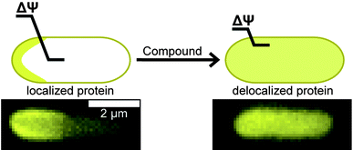 The loss of ΔΨ disrupts the normal localization pattern of membrane-associated proteins. The cartoon depicts the diffuse pattern of a polarly localized protein after reduction of ΔΨ. The length of the line across the membrane depicts the relative magnitude of ΔΨ. Fluorescence images below the cartoon represent MinD localization in E. coli cells with DMSO treatment on the left and 1 treatment on right. The scale bar represents 2 μm.