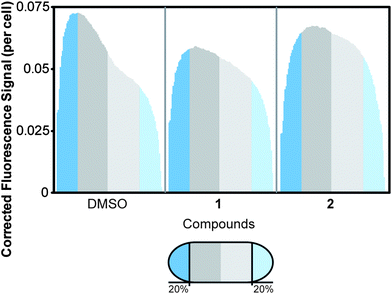 Distribution of MinD in E. coli cells following treatment with 1 or 2. We normalized the cell length to average the distribution of fluorescence. The cells were organized with the brightest half of the cell oriented on the left. The normalized cell length is shown in 100 divisions, with the first and last 20% of cell length labeled in blue. The remainder of the cell is divided in half by dark and light grey segments. The number of cells assayed for each treatment is as follows: DMSO (n = 123), 1 (n = 111), and 2 (n = 147). The addition of 1 resulted in diffuse MinD localization throughout the cell, as opposed to the time-averaged polar localization observed in the DMSO solvent control. Addition of 2 also resulted in a significant reduction in the dynamic localization of MinD to the poles; the fluorescence of the resulting cells was disperse.