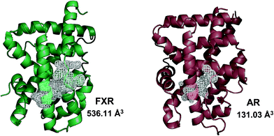 Metabolic NRs feature a larger binding site than endocrine NRs. The cartoon structure of FXR (green cartoon, pdb code 3DCT) and its binding site volume with respect to the binding site volume observed in the crystal structure of AR (brown cartoon, pdb code 1AX6) is shown here.