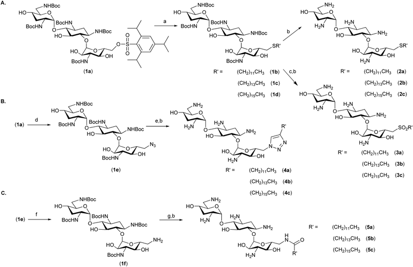 Synthesis of amphiphilic tobramycin analogues: Reagents and conditions: (a) R′SH, Cs2CO3, DMF, 25–60 °C, 63–92%; (b) neat TFA, rt; (c) mCPBA (3 equiv.), CHCl3, rt; (d) NaN3, DMF, 60 °C, 12 h, 91%; (e) R′CCH, CuSO4·5H2O (0.1 equiv.), sodium ascorbate (0.2 equiv.), DMF, microwave irradiation, 87–94%; (f) PMe3 (1 M in THF, 1.1 equiv.), 0.01 M aqueous NaOH/THF: 1/20, rt, 80%; and (g) R′COOH, HBTU, DIEA, DMF, 71–86%.