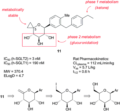 C-5-spirocyclopropane C-glycoside lead 11.