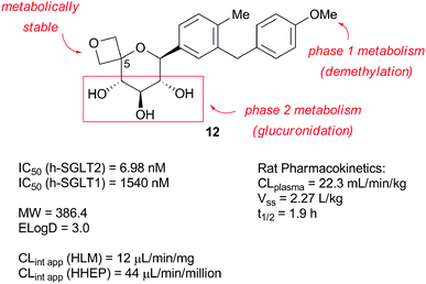 C-5-spirooxetane C-glycoside lead 12.