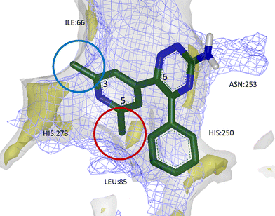 Calculated GRID maps to show the surfaces of A2AR (grey) and A1R (blue mesh) binding sites, as well as lipophilic hot spots within A2AR (yellow). 3,5-Disubstituted aryl groups at triazine-C6 were found to increase potency and selectivity for A2AR; small substituents at position 3 could break the surface of A1R binding site, imparting selectivity (blue circle), while lipophilic groups at position 5 were found to sit favourably within a lipophilic hot spot and increase affinity (red circle).