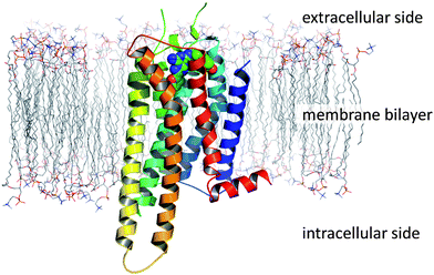 The topology of a GPCR, as exemplified by the crystal structure of A2A StaR2 in complex with ZM241385 (PDB code 3PWH; simulated lipid bilayer).