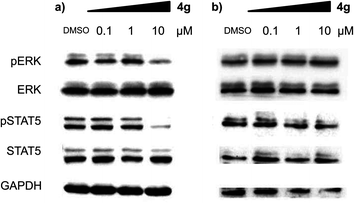 Compound 4g inhibits the phosphorylation of key signalling factors in the apoptotic process in a dose-dependent manner. Western blot analysis of phosphorylated and total ERK and STAT5 upon treatment of 4g at the different concentrations. Immunoblotting was performed with (a) MV-4-11 cells and (b) HL60 cells.