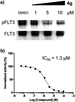 Compound 4g directly inhibited FLT3 activity. (a) Immunoprecipitation and western blot analysis for phosphorylated and total FLT3 in MV-4-11 cells. (b) A dose-dependent inhibitory effect of 4g on the in vitro enzymatic assay of FLT3.
