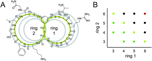 Bicyclic peptide phage libraries with different ring sizes. (A) Chemical structure of a representative bicyclic peptide (UK368) with green rings of 3 and 4 amino acids. For size comparison, the peptide rings with 3, 4, 5 and 6 variable amino acids are shown as grey circles. (B) Overview of the libraries. Indicated on the axes is the number of variable amino acids in the two rings of the bicyclic peptides. Libraries that were cloned in this work are indicated with light green (library A), green (library B) and black dots (library C). The 6 × 6 library indicated with a red dot was cloned previously.