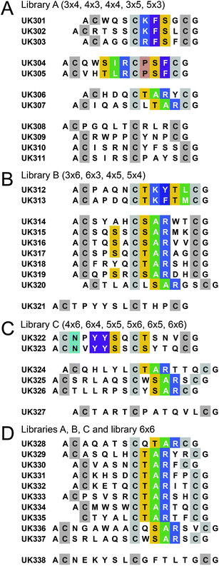 Bicyclic peptides isolated after two rounds of affinity selection. Libraries with similar numbers of randomized amino acids were pooled and subjected to selections with uPA. (A) Library A (7 or 8 randomized amino acids). (B) Library B (9 randomized amino acids). (C) Library C (10 or 11 randomized amino acids). (D) Library A, B and C as well as library 6 × 6. Sequence similarities are highlighted with colors.