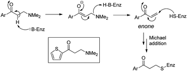 Proposed activation of β-amino-ethyl ketone for irreversible binding at active site.